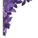 purple leaves