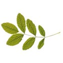 cascade-springs-leaf1