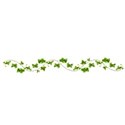 vine