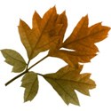 leaf2