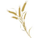 wheat 