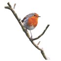 robin