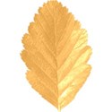 lisaminor_odetoautumn_leaf_a