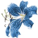 blue-flower