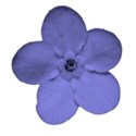 blueflower