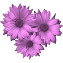 pinkdaisy