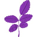 purple leaves