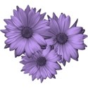 purpledaisy