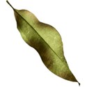 leaf2