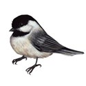 chickadee