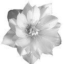 whiteflower2
