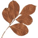 cwJOY-AutumnArt-leaf1
