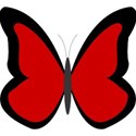 butterfly
