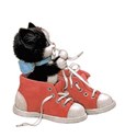 shoecat