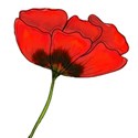 poppy7b