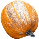 chey0kota_Frost Pumpkin Mini_Ele (4)