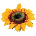 cwJOY-Thankful-flower4