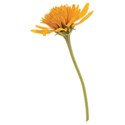 cwJOY-Thankful-flower6