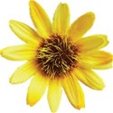 cwJOY-Thankful-flower11