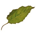 cwJOY-Thankful-leaf7