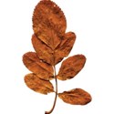 cwJOY-Thankful-leaf8