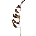 cwJOY-Thankful-leaf9