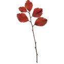 cwJOY-Thankful-leaf10