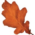 cwJOY-AutumnLove-leaf1