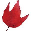 cwJOY-AutumnLove-leaf3