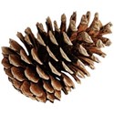 cwJOY-AutumnLove-pinecone1