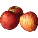 cwJOY-AutumnLove-apples