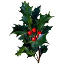 cwJOY-ClassicChristmas-holly1