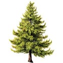 cwJOY-ClassicChristmas-tree1
