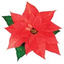 cwJOY-TraditionalChristmas-flower6