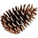 cwJOY-TraditionalChristmas-pinecone2