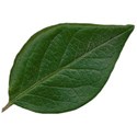 SCD_Traditional_leaf1