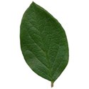 SCD_Traditional_leaf2