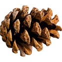 chey0kota_Jingle Bells_ele (39)