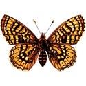 cwJOY-AYear sMemories-butterfly4