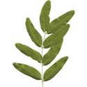 cwJOY-AYear sMemories-leaf4