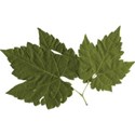 cwJOY-AYear sMemories-leaf9
