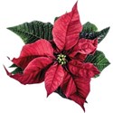 cwJOY-It sChristmas-poinsetta1