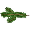 branchfir