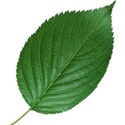 Leaf 01