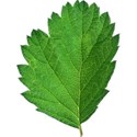 Leaf 02