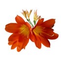 orange___clivia_3_stock_by_mslissome-d5zswjf