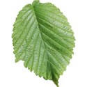 Leaf 01