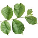 Leafy Branch