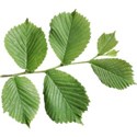 Leafy Branch