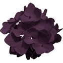 aw_loverocks_hydrangea purple